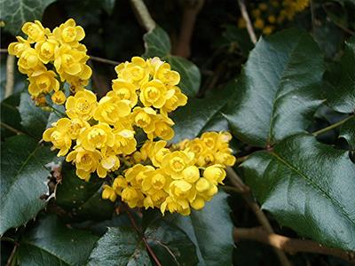 Mahonia aquifolium - انگور اورگن